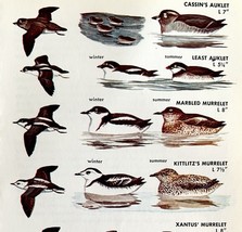 Auklets And Murrelet Sea Birds Varieties 1966 Color Art Print Nature ADBN1s - $19.99