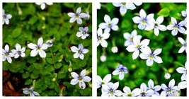 Quart Pot - Blue Star Creeper - Isotoma fluviatilis - 3 Seasons of Blooms - $50.95