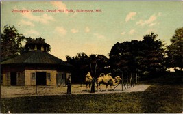 Vintage Postcard Camels Zoological Garden Druid Hill Park Baltimore Maryland MD - £7.03 GBP