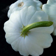 SHIP FROM US 8 g ~70 Seeds - Scallop Early White Bush Squash Seed -Non-GMO, TM11 - £13.14 GBP