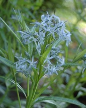 Shining Blue Star Amsonia Illustrus Blue Flower 20 Seeds USA Fast Shipping - $12.99