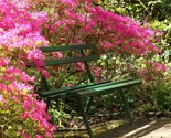 Plumleaf Azalea Ornate {Rhododendron prunifolium} Evergreen 50 seeds - £4.74 GBP