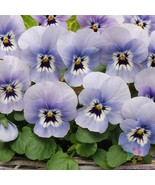 200+ Sorbet Xp Marina Pansy (Viola) Seeds For Garden - USA - ! - $6.30