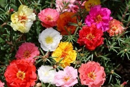 Berynita Store Moss Rose Portulaca Double Mix 1000 Seeds *  - $8.09