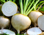 White Albino Beet Seeds Sugar Beets Avalanche Snow Seed For Free Shipping - £4.66 GBP