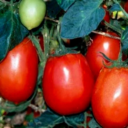 Tomato Seeds. Rio Grande, Non-Gmo Heirloom Tomato Seed, Very Heat Tolera... - $12.05