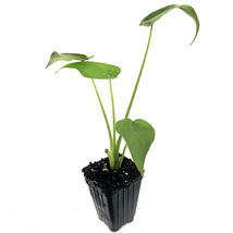 Live Plant ELEPHANT EAR - Alocasia cucullata Tropical garden green Hooded - £40.01 GBP