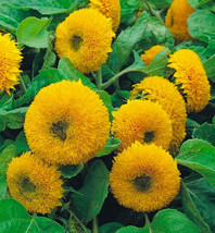 50 Seeds Dwarf Sungold Double Sunflower Plant Quick Heirloom Seeds For Charm - $8.35