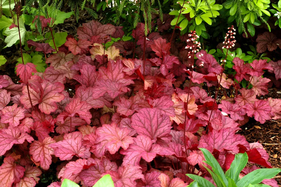 Hydrangea &#39;ruby SLIPPERS&#39;- Approx 5-7 Inch - $27.99