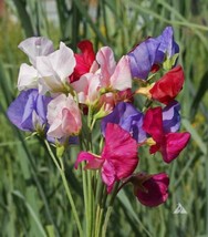 SWEET PEA MAMMOTH Flower Mix Lathyrus Fragrant 5&#39; Tall Vine Non-GMO 25 S... - £7.31 GBP