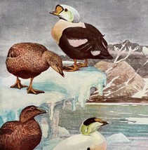 Harlequin And Eider Ducks Birds Print Fuertes 1917 Color Plate Art DWX7C - £24.12 GBP