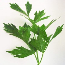 Lovage Seeds Fresh USA Shipping - $7.98