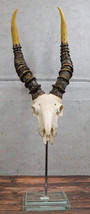 Vintage Faux Taxidermy Kudu Antelope Skull On Museum Pole Mount With Glass Base - £89.54 GBP