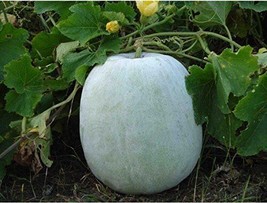 10 Seeds Ash Gourd White Wax Winter Melon Easy Planting Seeds  - £12.13 GBP