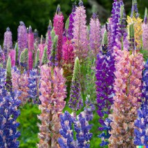 New Fresh USA Seller 100 Dwarf Lupine Seeds Lupinus Hartwegii Pixie Delight Mix  - £5.13 GBP