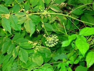 10 Wild Sarsaparilla Plant Seeds Fresh