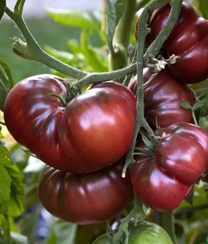 AW 10 Seeds Black Brandywine Tomato Heirloom Organic Vegetable Herb Easy To Grow - £6.87 GBP