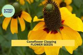 Clasping Coneflower Seeds – Dracopis amplexicaulis – 100mg (~200 Seeds),... - $5.85+