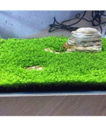 Aquarium Plant Aquarium Water Seed Easy Growing Plant Grass Seed Fish Tank Lawn  - $11.46