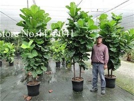 50  pcs Ficus Lyrata Bonsai Tree, Indoor Potted Balcony Banyan Tree Leaf Bonsai  - £6.78 GBP