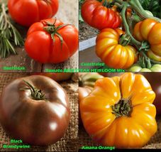 GardenStore 50 Seeds Tomato Mix Beefsteak Heirloom Colorful Indeterminate NonGmo - £7.64 GBP