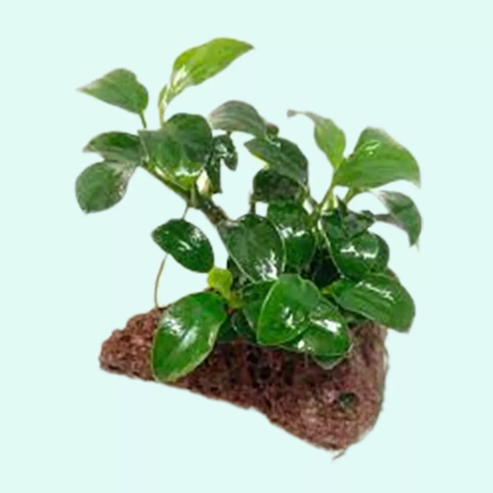 Live Aquarium Plants ANUBIAS (Nana Petite) On Lava Rock  - £26.48 GBP