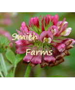 25 Seeds Native Buffalo Clover Flowers Trifolium Reflexum - $6.90