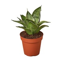 Snake Plant Starlight-4" Pot - $996.62 MXN
