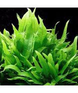 BUY 2 GET 1 MICROSORIUM PTERROPUS PHILIPPINE 1 POT - Live Plants Super !... - $198.78 MXN