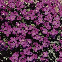 Rock Cress Aubrieta Hendersonii 100 Seeds  - £4.78 GBP