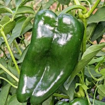 FA Store 100 Poblano Ancho Hot Pepper Seeds Organic Summer Vegetable - $8.85