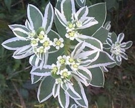 Euphorbia Marginata Snow On The Mountain Early Snow *  15   From US - £6.17 GBP