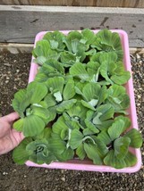 1 DAY SALE (45) Water Lettuce Koi Pond Floating Plants Rid Algae 3&quot; Filt... - $65.00