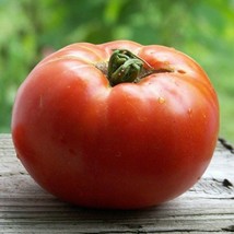 SKMO 50 Seeds Easy To Grow Celebrity Tomato Vegetable Tomatoes - £6.49 GBP