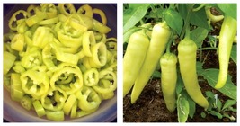 2.5&quot; Pot - Sweet Banana Pepper Plant - Pickling! - $32.99