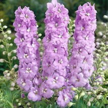 VP Lilac Pink Delphinium Perennial Flower Garden Flowers USA 50 Seeds - £5.39 GBP