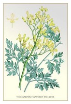 The Golden-Flowered Dielytra - Art Print - £17.63 GBP+
