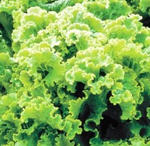 SRN Green Ice Leaf Lettuce Seeds Non-Gmo Heirloom Garden - $8.95