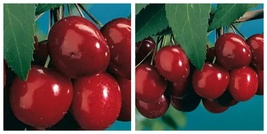 Black Tartarian Sweet Cherry Tree Bigger Trunk - $159.99