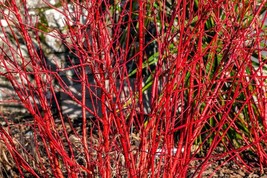 20 Red Twig Dogwood American Red Osier Shrub White Cornus Sericea Heirlo... - $243.36 MXN