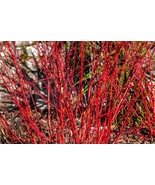 20 Red Twig Dogwood American Red Osier Shrub White Cornus Sericea Heirlo... - $13.00