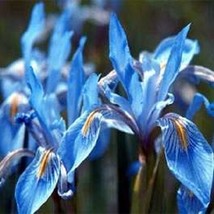 30 Seeds Iris Missouriensis Flower Perennial Heirloom Seeds For Quick Elegant Ga - $8.35