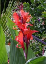 FROM US 16 Seeds Canna Edulis Achira forming Edible Tubers GV18 - £19.18 GBP