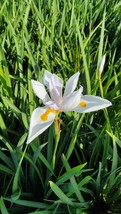 White Walking Iris Plant ~ 2 Live Plants with roots 7 to 12 inches tall - £21.52 GBP