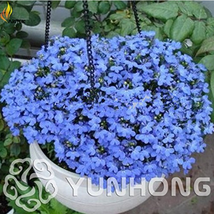 New Fresh 100Pcs Blue Flower Aubrieta Cultorum Bonsai Violet Bonsai Queen Flower - £4.21 GBP