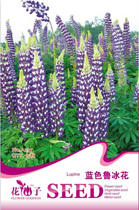 Blue Lupinus Flowering Plant Seeds 15 Seeds Fresh - $3.46