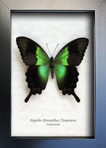 Metallic Green Swallowtail Papilio Peranthus Real Butterfly Entomology S... - $64.99