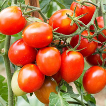 BEST 50 Seeds Easy To Grow Sweet Treats Tomato Hybrid Vegetable Tomatoe - $10.00