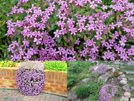 501+PINK ROCK SOAPWORT Perennial Groundcover Seeds Trailing Container Baskets - $13.00