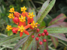 TISSEEDS Blood Flowr Milkweed Tropical Bloodflower Asclepias Curasavica 35 Seeds - £6.72 GBP